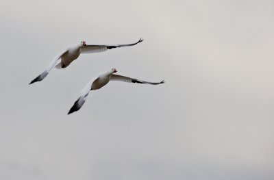 Gansos en vuelo