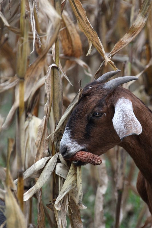 Guess who got into the corn?