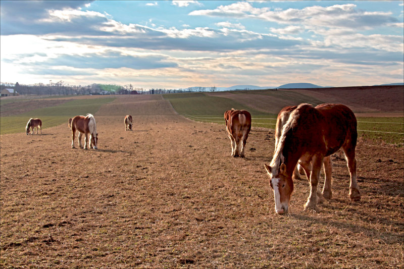 Wandering among the herd.