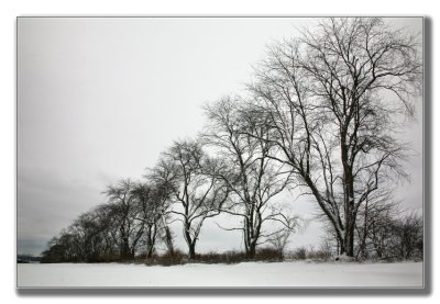 Winter Trees.