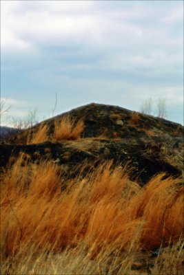 Centralia red grass.