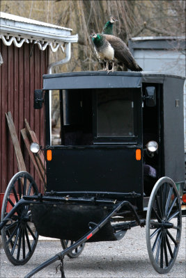 Two Peacocks on an Amish buggy .jpg