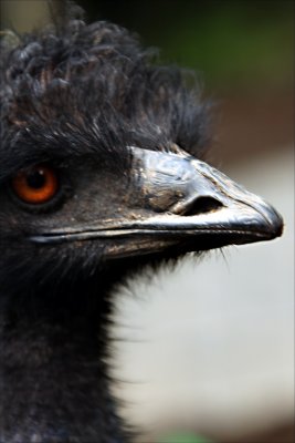 Emu with a doo.