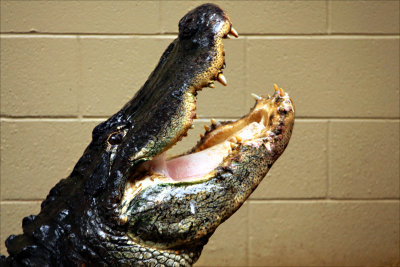 Its a Croc.