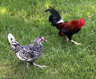 Two-step chickens.