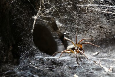 A spider guarding his lair.