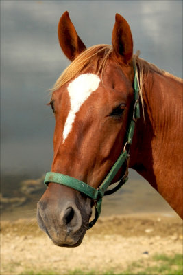 Peachies Horse.