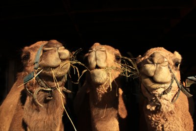 Three Happy Camels.