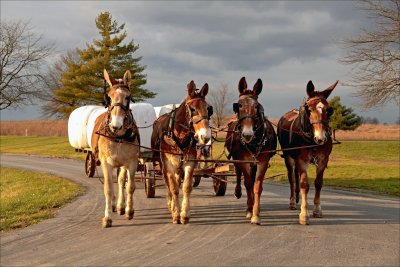 Four mule team bringing in hay bales.