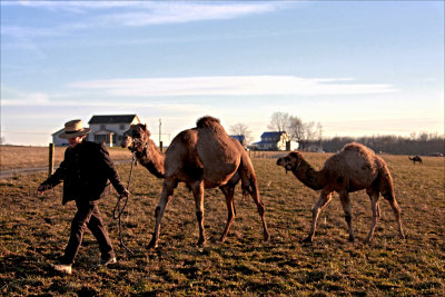 Sunset at the oasis. Send your camel to bed.