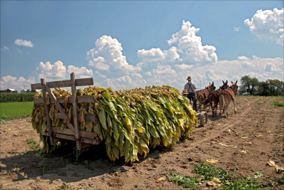 Tobacco heading to the barn.