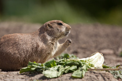 prairiehondjes