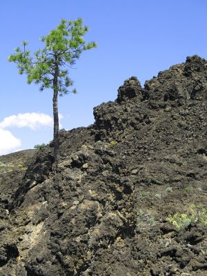 Lone_Tree_Lava.jpg