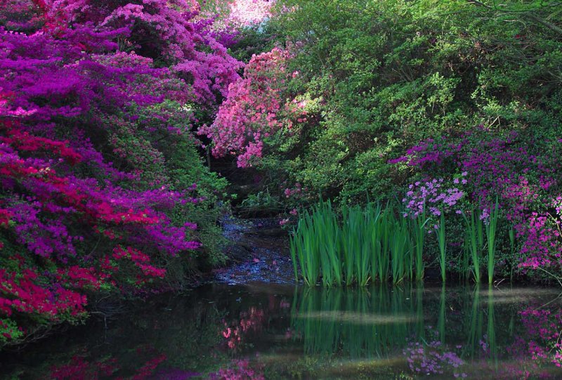 Isabella Plantation 3