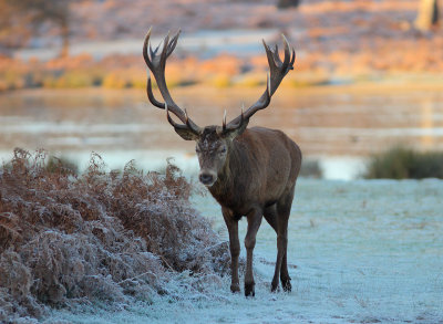 Richmond Park Fauna