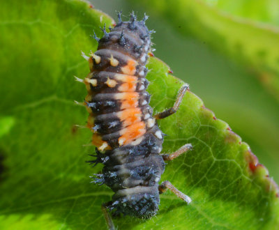 Macro - Bugs