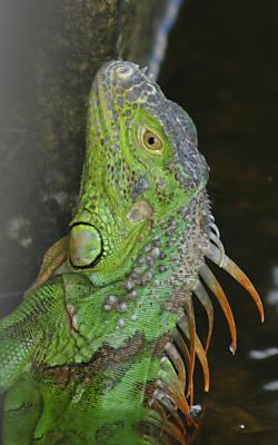 small iguana2.jpg