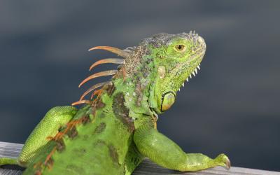 Iguanas from S. Florida