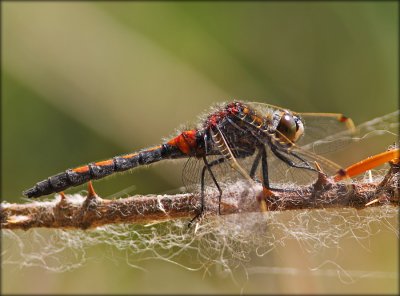 Nordisk Krguldsmed - Leucorrhinia rubicunda