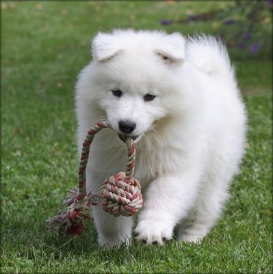 Freyia - 8 weeks
