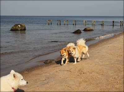 Freyia meeting 2 iceland sheepdogs