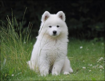 Freyia 9 weeks