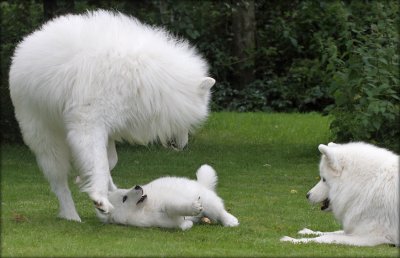 Freyia playing with Atlantis and Penny