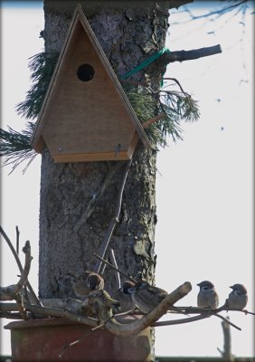 Skovspurv - Tree Sparrow - Passer Montanus