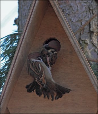 Skovspurv - Tree Sparrow - Passer Montanus