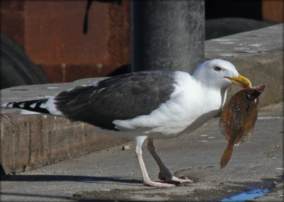 Great Black-backed Gull with Plaice - Svartbag med Rdsptte
