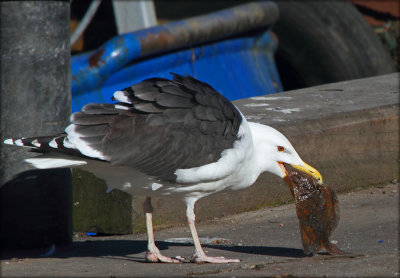 Great Black-backed Gull with Plaice - Svartbag med Rdsptte