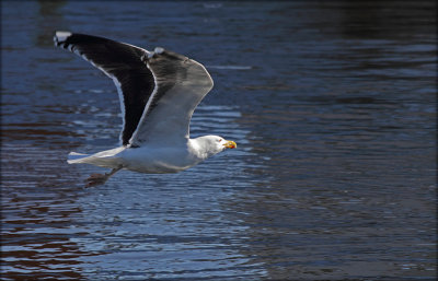 Great Black-backed Gull - Svartbag