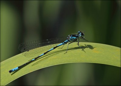 Flagermus-Vandnymfe - Coenagrion Pulchellum