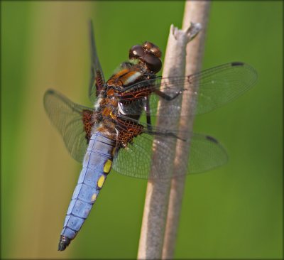 Bl Libel - han - Libellula Depressa - male