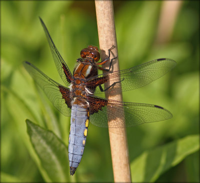 Bl Libel - han - Libellula Depressa - male