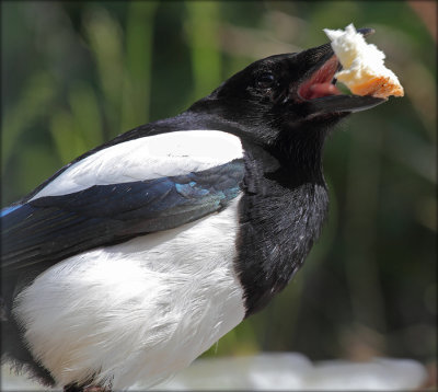 Husskade - Pica Pica - Common Magpie