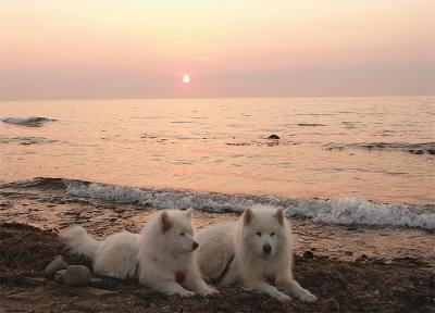My dogs sunset