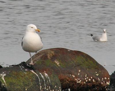 Birds at the seaside