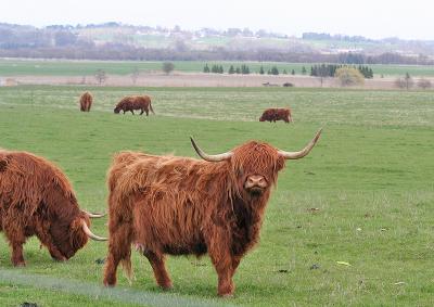 Scottish Highland Cattle