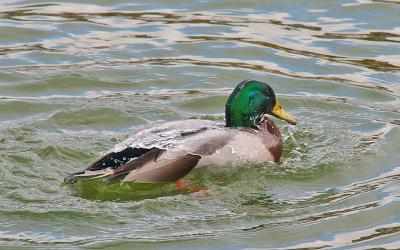 A nice Duckbath