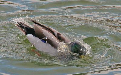 A nice Duckbath