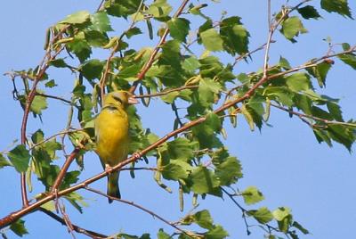 Yellow beauty