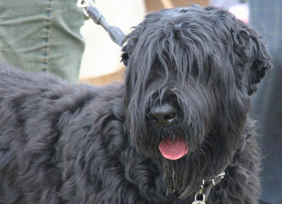 Riesenschnauzer