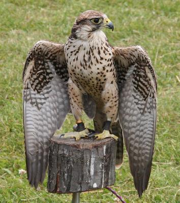 Falconers Falcon