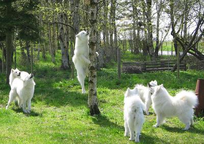 Chasing a squirrel...