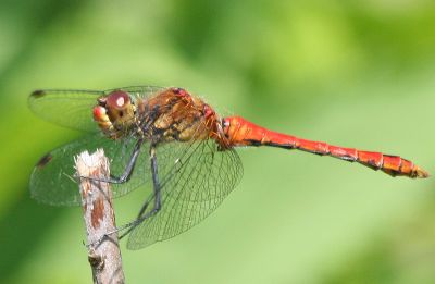 Sympetrum Sanguineum