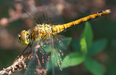 Dragonfly