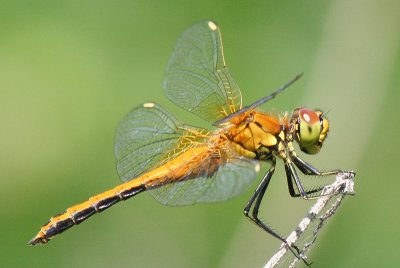 Dragonfly