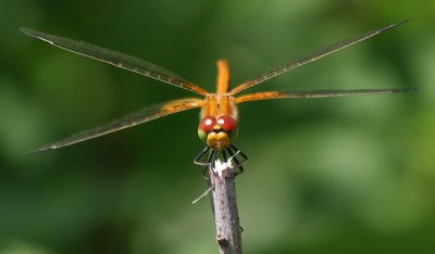 Dragoneyes