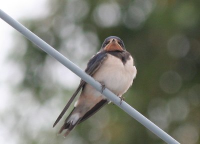 Very young swallow
